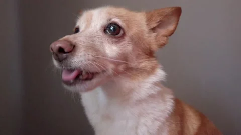 Funny emotional dog Stock Footage 130383440