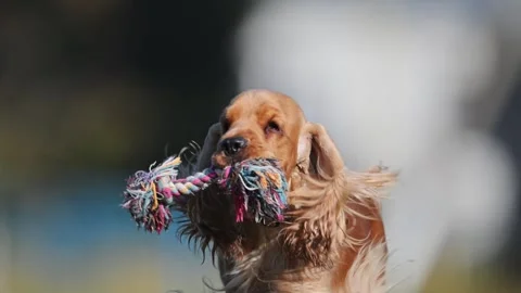 Funny English Spaniel running energetically on a green field, golden fur glowing Stock Footage 298237215