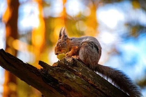 Funny eurasian red squirrel (Sciurus vulgaris) sits with apple. Eastern Europe Foto stock