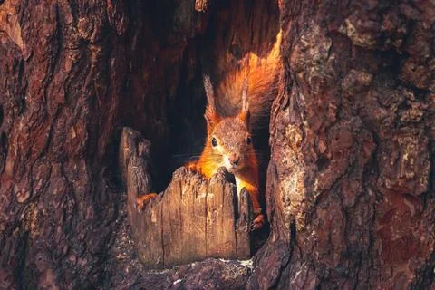 Funny eurasian red squirrel (Sciurus vulgaris) sits inside a tree in the hollow Stock Photos