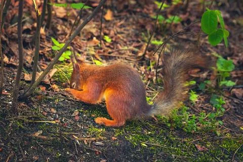 Funny eurasian red squirrel (Sciurus vulgaris)lies on the ground. Europe, Latvia Stock Photos