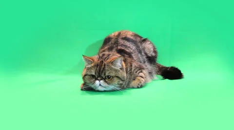 Funny exotic cat on a green background Stock Footage 58946768