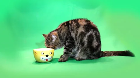 Funny exotic cat lapping of yellow bowls on a green background Stock Footage 58946293