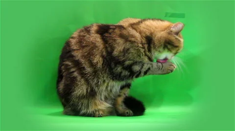 Funny exotic cat washes and licks on a green background Stock Footage 49045927