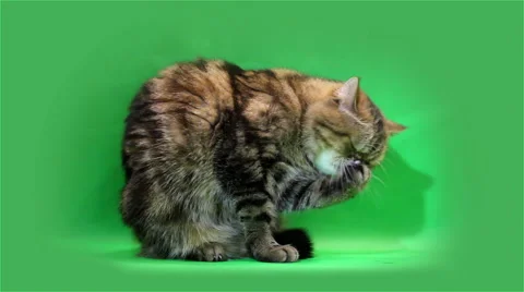 Funny exotic cat washes and licks Stock Footage 49045941