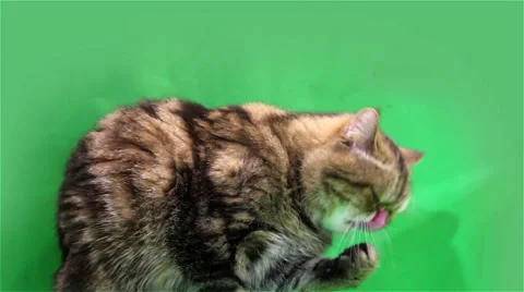 Funny exotic cat washes Stock Footage 49045967