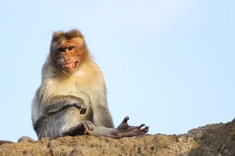 The funny Expressions of monkey Stock Photos