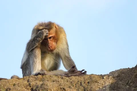 The funny Expressions of monkey Stock Photos