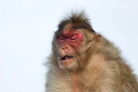 The funny Expressions of monkey Stock Photos
