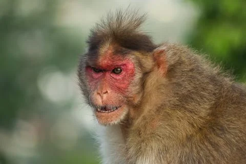 The funny Expressions of monkey Stock Photos
