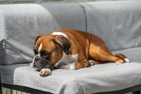 Funny face 3 year old purebred golden puppy german boxer dog closeup sleeping Stock Photos