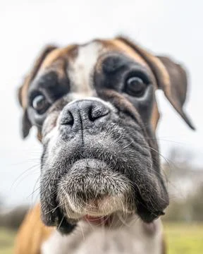 Funny face 9 months old purebred golden puppy german boxer dog closeup Stock Photos