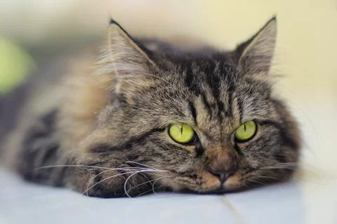 Funny face cat Stock Photos