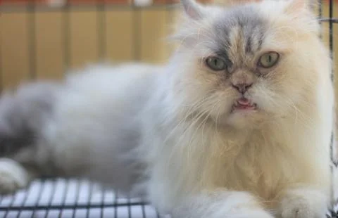 Funny face cat Stock Photos