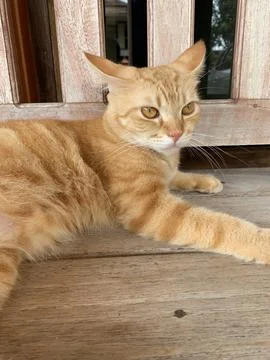 Funny face cat 库存照片