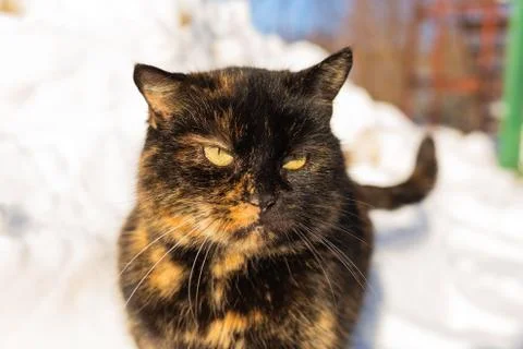 Funny face of cute boring grumpy adult cat standing outdoors Stock Photos