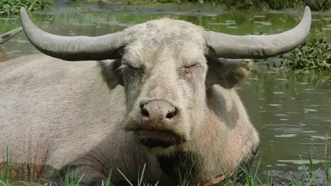 Funny Face Stock-Footage 237454250