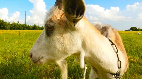 Funny face goat. Close-up. Slow motion Stock Footage 96329552