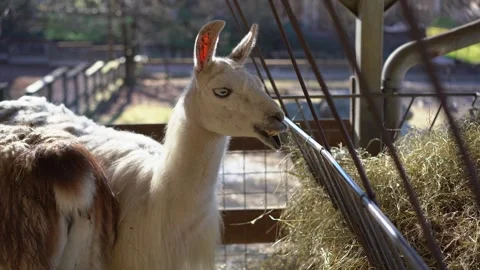 Funny face of llama eating 스톡 동영상 277516648