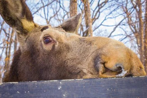 Funny face moose. Stock Photos