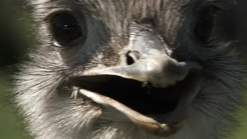 Funny Face Ostrich Close Up 2 Stock Footage 106882595