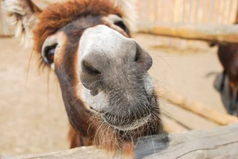 Funny face pony close up looking through fence Photos