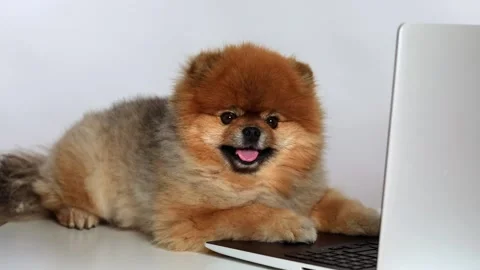 A funny face of  Spitz  looking at the laptop monitor in surprise. Stock Footage 208835452
