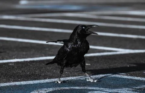 The funny facial expression of raven Stock Photos