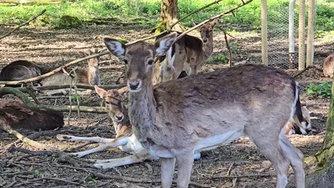 Funny fallow deer licking its lips in a sunny forest with other deer restin.. Stock Footage 342026916