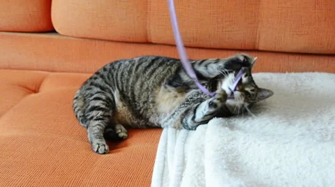 Funny fat cat playing with string Stock Footage 50311108