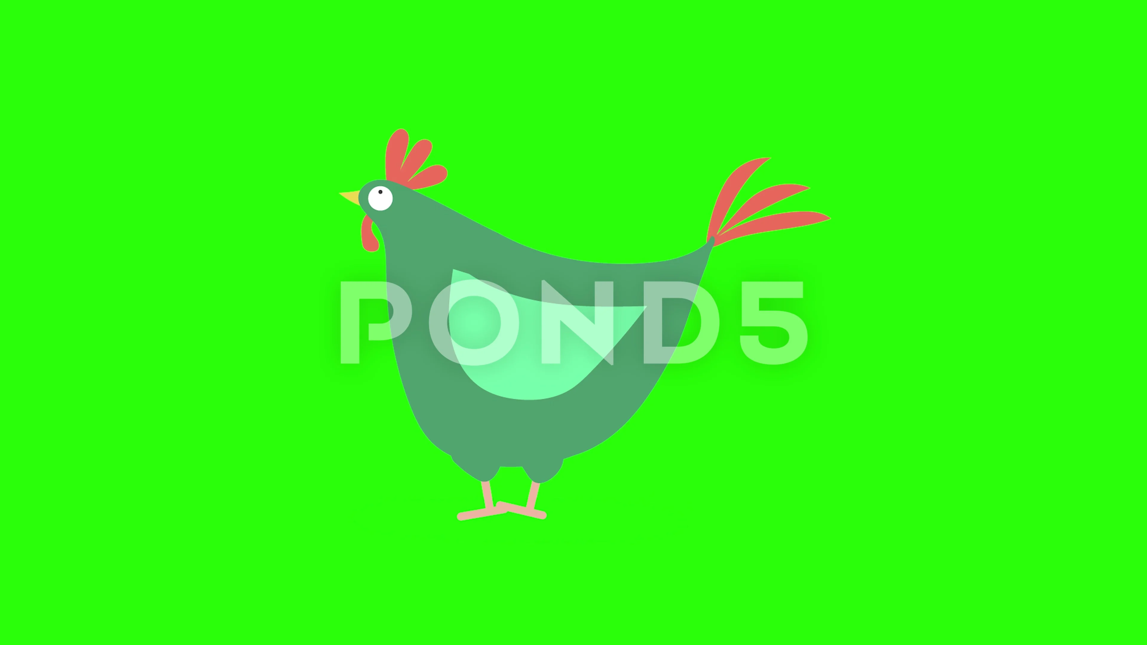 Funny Fat Chicken Walking Green Screen A... | Stock Video | Pond5