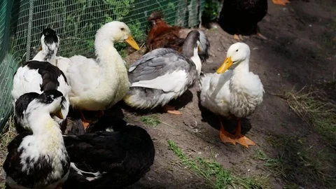 Funny Fat Ducks Cleaning Feathers Stock Footage 78778019
