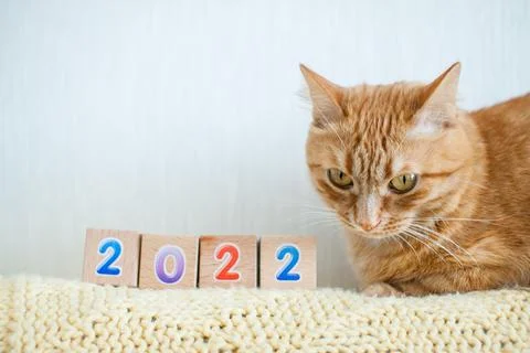 Funny fat ginger cat studies cubes with numbers 2022. New year 2022 Stock Photos