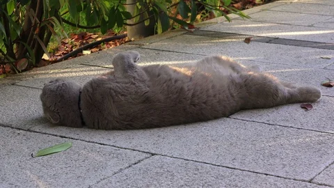 Funny fat Persian cat with orange eyes Stock Footage 112656763