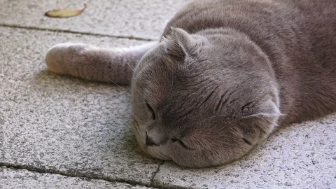 Funny fat Persian cat with orange eyes Video stock 112660360