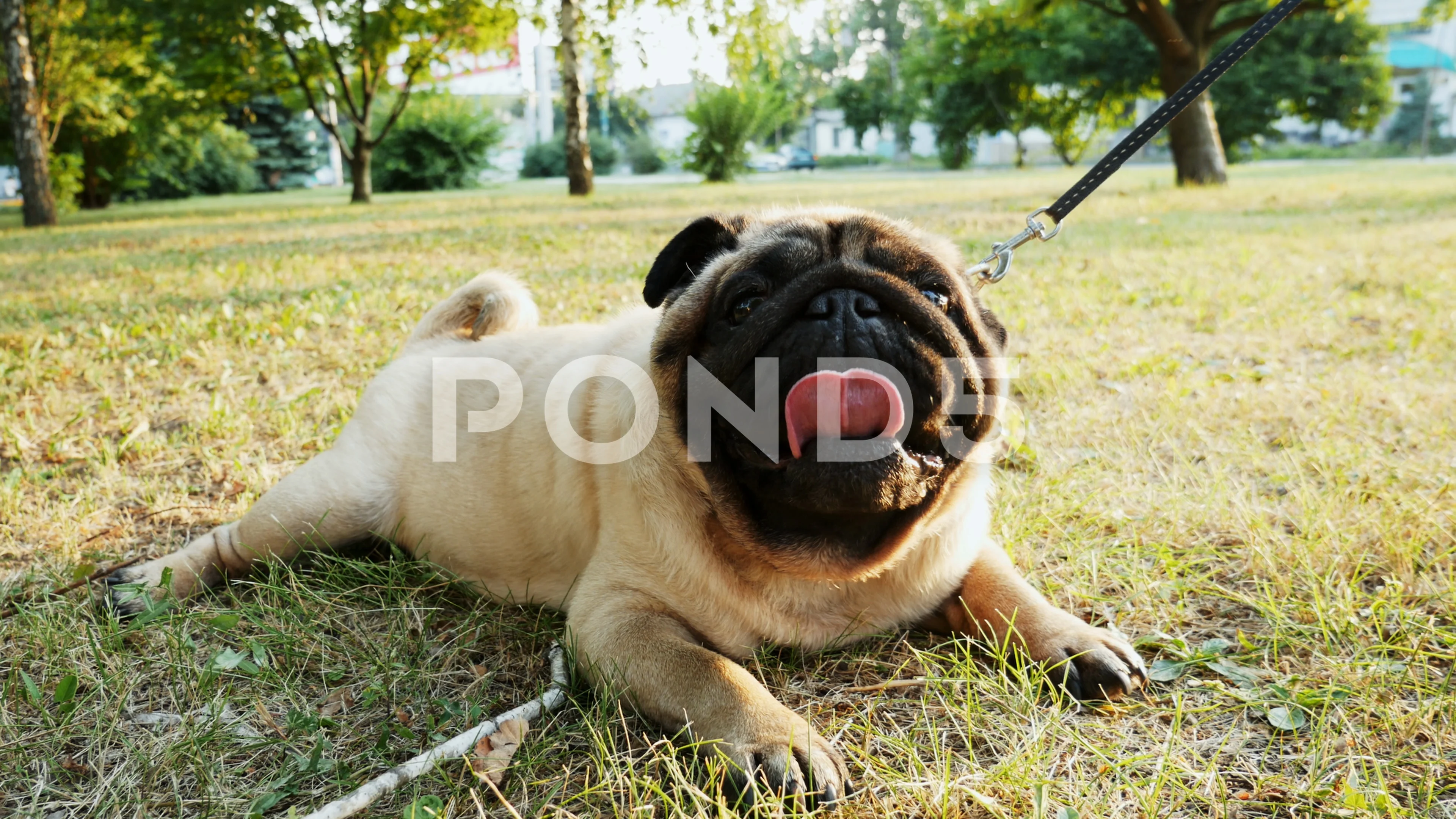 Funny clearance fat pugs