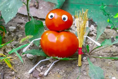 Funny figure from tomatoes in the garden Stock Photos