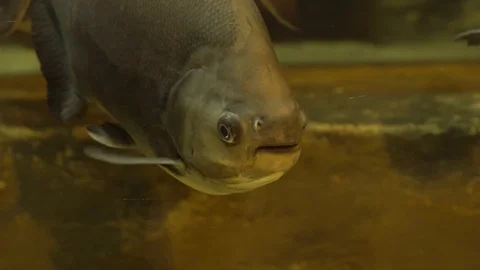 Funny fish Stock Footage 99508342