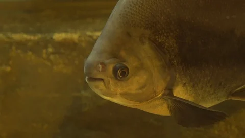 Funny fish Stock Footage 99508343