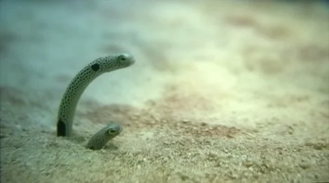 Funny fish, garden eels hiding in their homes. Stock Footage 44559046
