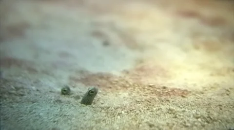 Funny fish, garden eels hiding in their homes. Stock Footage 44562307