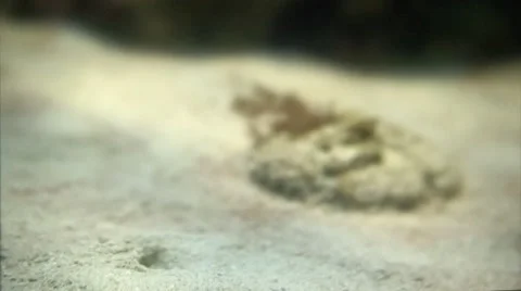 Funny fish, garden eels hiding in their homes. Stock Footage 44562782