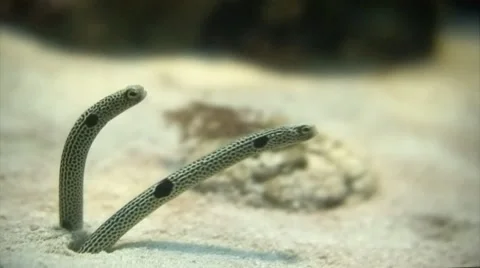 Funny fish, garden eels hiding in their homes. Stock Footage 44562788