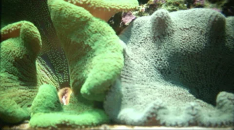 Funny fish, garden eels hiding in their homes. Stock Footage 44562792