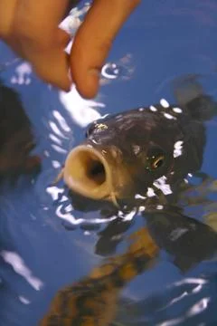 Funny fish Stock Photos