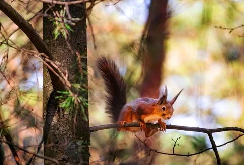 Funny flaffy squirrel sits on a tree branch.Beautiful yellow green spring colors Foto stock