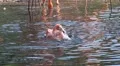Funny flamingo splashing and bathing in a sunny pond HD Footage