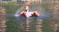 Funny flamingo splashing and bathing in a sunny pond HD Footage