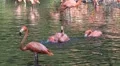 Funny flamingo splashing and bathing in a sunny pond HD Footage