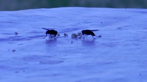 Funny flies Video stock 34509344